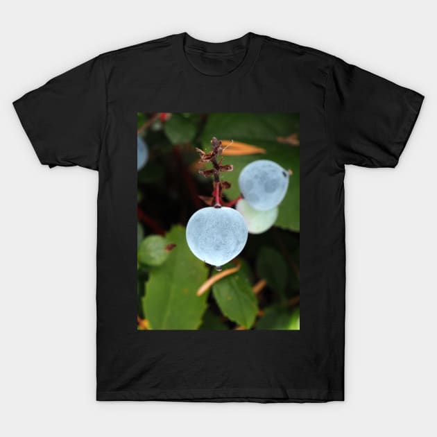 Oregon grape (Mahonia aquifolium) berries in a Pacific Northwest forest T-Shirt by SDym Photography